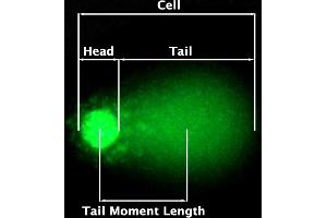 Epifluorescence Microscopy Visualization of DNA Damage using the OxiSelect™ Comet Assay Kit.