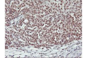 Image no. 4 for anti-Ring Finger Protein 113B (RNF113B) antibody (ABIN1500718) (RNF113B Antikörper)