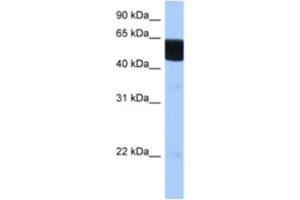 Western Blotting (WB) image for anti-Retinoid X Receptor, beta (RXRB) antibody (ABIN2462872) (Retinoid X Receptor beta Antikörper)