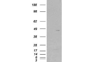 HEK293 overexpressing SKAP2 (ABIN5387948) and probed with ABIN184706 (mock transfection in first lane). (SKAP2 Antikörper  (C-Term))