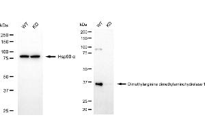 anti-Dimethylarginine Dimethylaminohydrolase 1 (DDAH1) antibody