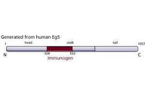 Image no. 2 for anti-Kinesin Family Member 11 (KIF11) (AA 324-532) antibody (ABIN968407) (KIF11 Antikörper  (AA 324-532))