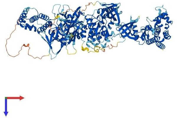 JAK2 Protein (AA 1-1132) (His tag)