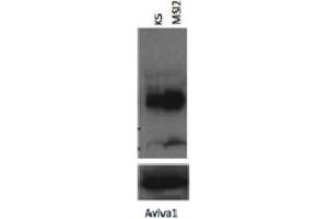MSI2 antibody - N-terminal region  validated by WB using K562 cells lysate at 1:1000. (MSI2 Antikörper  (N-Term))