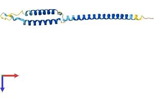 MED21 Protein (AA 1-144) (His tag)