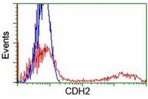 HEK293T cells transfected with either RC207170 overexpress plasmid (Red) or empty vector control plasmid (Blue) were immunostained by anti-CDH2 antibody (ABIN2455182), and then analyzed by flow cytometry. (N-Cadherin Antikörper)