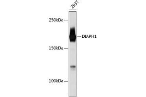 Western blot analysis of extracts of 293T cells, using DI Rabbit mAb (ABIN7266751) at 1:1000 dilution. (DIAPH1 Antikörper)