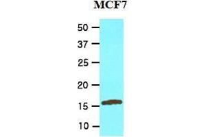 Western Blotting (WB) image for anti-Ubiquitin-Conjugating Enzyme E2L 6 (UBE2L6) (AA 1-152), (N-Term) antibody (ABIN317575) (UBE2L6 Antikörper  (N-Term))