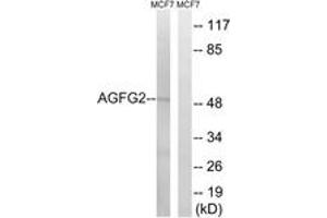 Western Blotting (WB) image for anti-ArfGAP with FG Repeats 2 (AGFG2) (AA 91-140) antibody (ABIN2890377) (AGFG2 Antikörper  (AA 91-140))