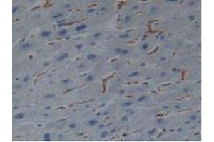 IHC-P analysis of Human Liver Tissue, with DAB staining. (Iba1 Antikörper  (AA 1-147))