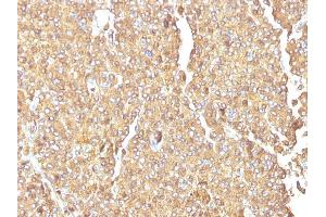 Formalin-fixed, paraffin-embedded human Adrenal Gland stained with Chromogranin A Monoclonal Antibody (LK2H10) (Chromogranin A Antikörper)