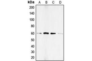 Western blot analysis of SMAD1 (pS187) expression in HEK293T BMP4-treated (A), HeLa PMA-treated (B), A673 (C), PC12 (D) whole cell lysates.