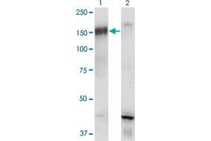 Western Blot analysis of BCR expression in transfected 293T cell line by BCR monoclonal antibody (M01), clone 2E5. (BCR Antikörper  (AA 182-280))
