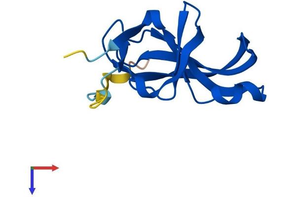 YPEL3 Protein (AA 1-119) (His tag)