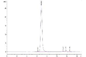 The purity of Human ITGAV&ITGB3 is greater than 95 % as determined by SEC-HPLC. (CD51/CD61 Protein (AA 31-992) (Fc Tag))
