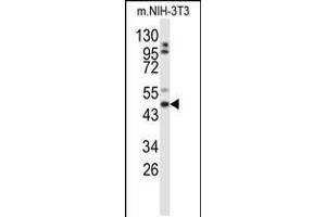 Western blot analysis of GORAB Antibody in mouse NIH-3T3 cell line lysates (35ug/lane) (GORAB Antikörper  (N-Term))