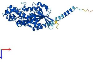 GNa14 Protein (AA 1-355) (His tag)