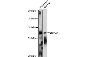 Western blot analysis of extracts of various cell lines, using ZNF423 antibody (ABIN7271484) at 1:1000 dilution.