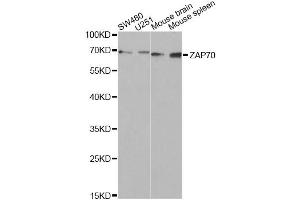 Western blot analysis of extracts of various cell lines, using ZAP70 Antibody (ABIN5971221) at 1/1000 dilution. (ZAP70 Antikörper)