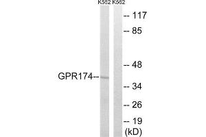 Western Blotting (WB) image for anti-G Protein-Coupled Receptor 174 (GPR174) (Internal Region) antibody (ABIN1853012) (GPR174 Antikörper  (Internal Region))