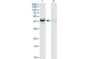 Western Blot analysis of WDR77 expression in transfected 293T cell line by WDR77 monoclonal antibody (M01), clone 3F10.