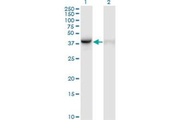WDR77 Antikörper  (AA 1-342)