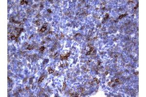 Image no. 3 for anti-Fc Fragment of IgE, Low Affinity II, Receptor For (CD23) (FCER2) (AA 48-321) antibody (ABIN1491554) (FCER2 Antikörper  (AA 48-321))