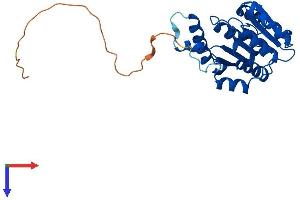 COMTD1 Protein (AA 1-262) (His tag)