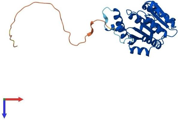 COMTD1 Protein (AA 1-262) (His tag)