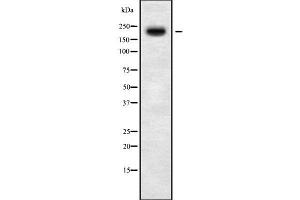Western blot analysis of MYO5C using COS7 whole cell lysates (MYO5C Antikörper)