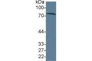 Western Blot; Sample: Human Serum; Primary Ab: 3µg/ml Mouse Anti-Human TRF Antibody Second Ab: 0. (Transferrin Antikörper  (AA 361-683))