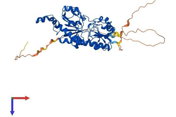 CTBP1 Protein (AA 1-440) (His tag)
