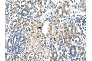PBEF1 antibody was used for immunohistochemistry at a concentration of 4-8 ug/ml to stain Epithelial cells of renal tubule (arrows) in Human Kidney. (NAMPT Antikörper  (C-Term))