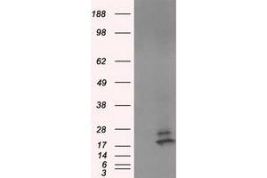 Western Blotting (WB) image for anti-NME/NM23 Nucleoside Diphosphate Kinase 4 (NME4) antibody (ABIN1499778) (NME4 Antikörper)