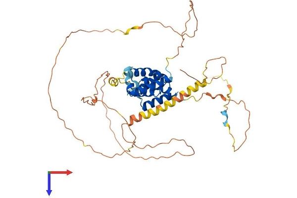 POU3F1 Protein (AA 1-451) (His tag)