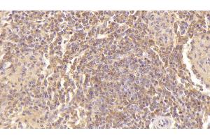 Detection of PF4 in Human Spleen Tissue using Monoclonal Antibody to Platelet Factor 4 (PF4) (PF4 Antikörper  (AA 31-101))