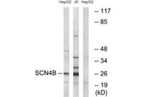 Western blot analysis of extracts from HepG2/Jurkat cells, using SCN4B Antibody. (SCN4B Antikörper  (AA 61-110))
