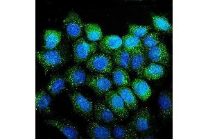 IF analysis of CD38 using anti-CD38 antibody (ABIN7602815). (CD38 Antikörper  (C-Term))