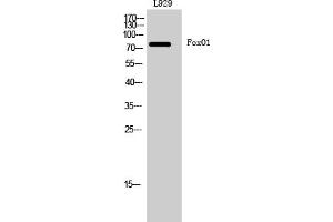 Western Blotting (WB) image for anti-Forkhead Box O1 (FOXO1) (Ser256) antibody (ABIN5956567) (FOXO1 Antikörper  (Ser256))