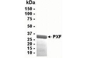 Western Blotting (WB) image for Peroxisomal Biogenesis Factor 19 (PEX19) (AA 1-299) protein (ABIN2468999)