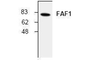 Image no. 1 for anti-Fas (TNFRSF6) Associated Factor 1 (FAF1) antibody (ABIN155080) (FAF1 Antikörper)
