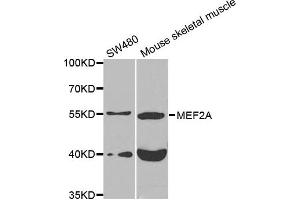 Western blot analysis of extracts of various cell lines, using MEF2A antibody. (MEF2A Antikörper)