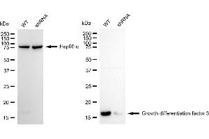 Western blotting analysis using growth differentiation factor 3 antibody (ABIN7798806). (Rekombinanter GDF3 Antikörper)
