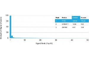 Analysis of Protein Array containing more than 19,000 full-length human proteins using Factor XIIIa Mouse Monoclonal Antibody (F13A1/1448) Z- and S- Score: The Z-score represents the strength of a signal that a monoclonal antibody (MAb) (in combination with a fluorescently-tagged anti-IgG secondary antibody) produces when binding to a particular protein on the HuProtTM array. (F13A1 Antikörper  (AA 46-181))