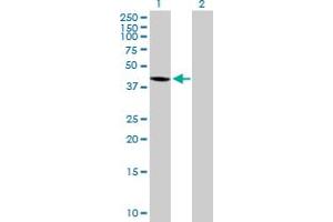 Western Blot analysis of WDR51A expression in transfected 293T cell line by WDR51A MaxPab polyclonal antibody. (POC1A Antikörper  (AA 1-364))