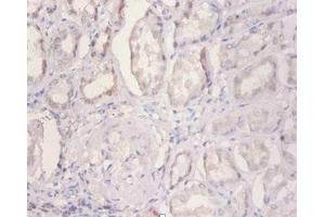 Immunohistochemistry of paraffin-embedded human kidney tissue using ABIN7160893 at dilution of 1:100 (NDUFA2 Antikörper  (AA 4-99))