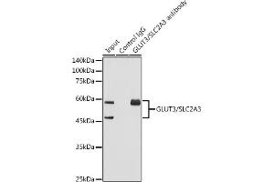 Immunoprecipitation analysis of 600 μg extracts of Mouse brain using 3 μg GLUT3/SLC2 antibody (ABIN7270415). (SLC2A3 Antikörper)