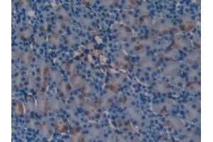 Detection of CBG in Mouse Kidney Tissue using Polyclonal Antibody to Corticosteroid Binding Globulin (CBG) (SERPINA6 Antikörper  (AA 57-256))