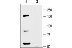 Western blot analysis of rat cortex lysate: - 1. (KCNH8 Antikörper  (Intracellular, N-Term))