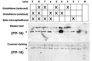 Detection of protein-glutathione adducts on Western Blot under non-reducing conditions.